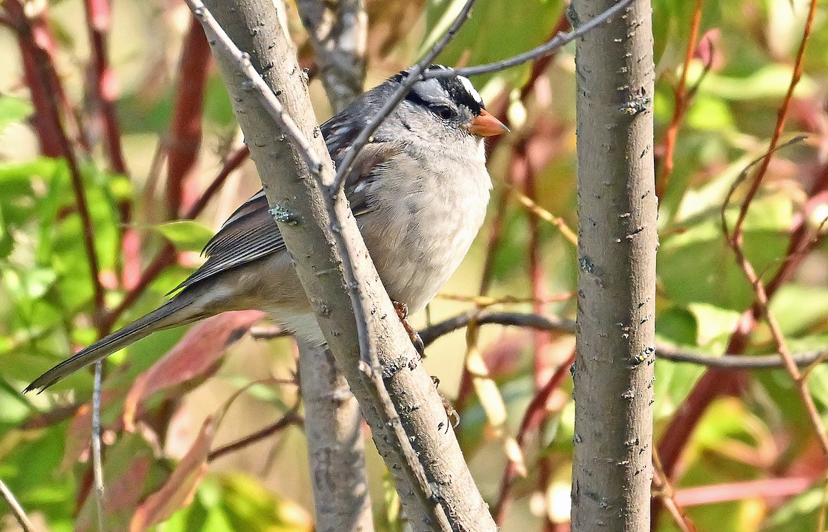 Dachsammer - ML644137285