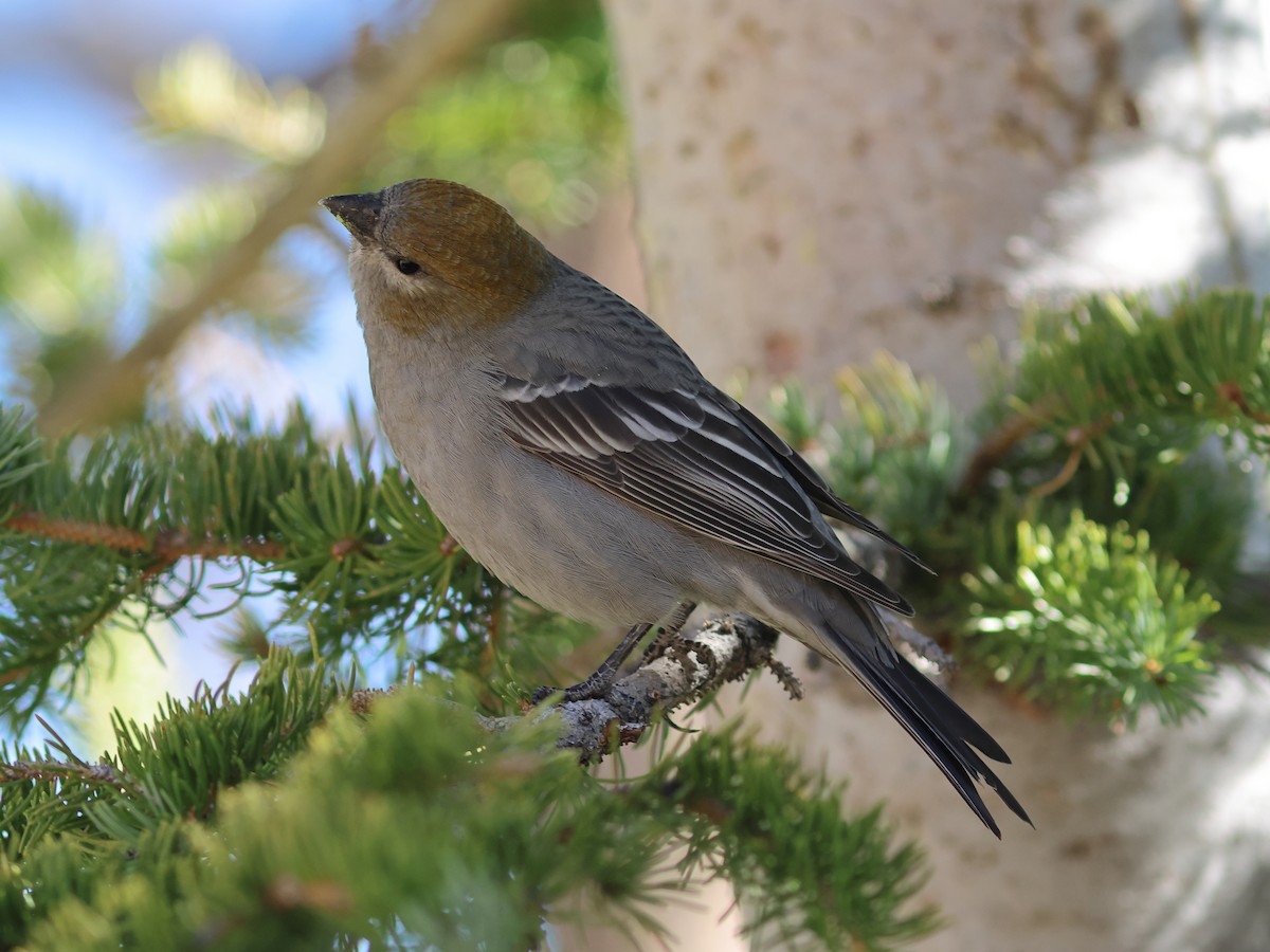 Pine Grosbeak - ML644137286