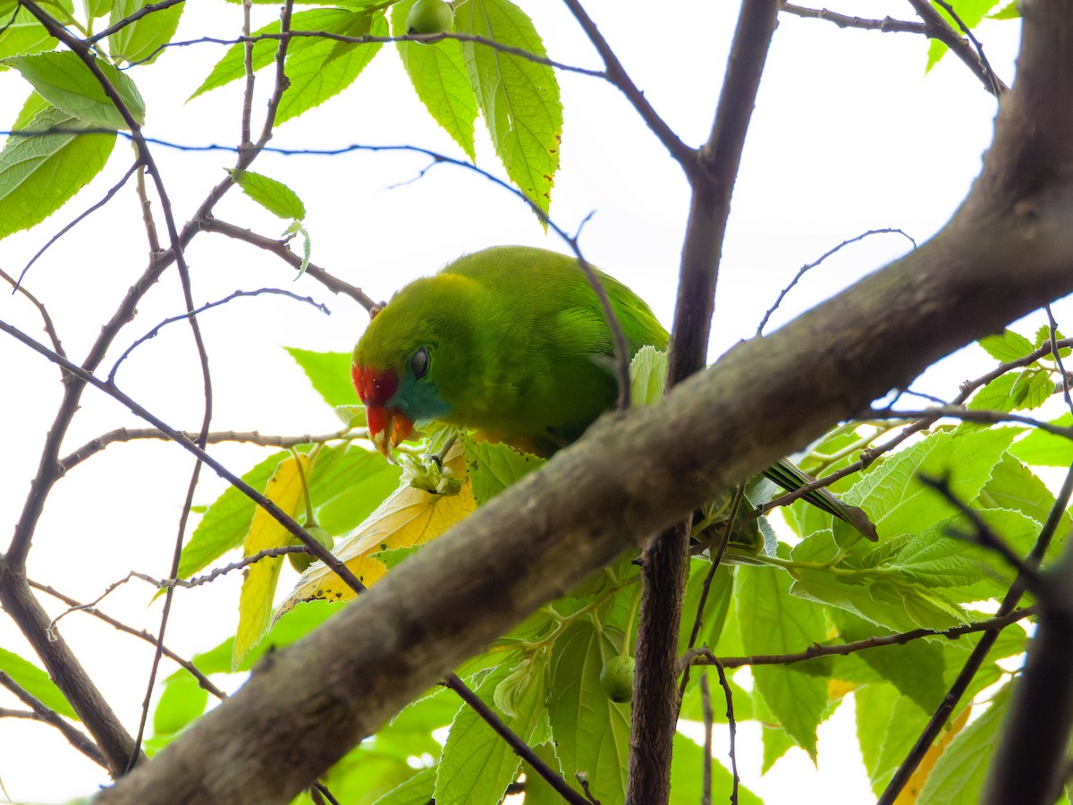 Coryllis des Philippines - ML644137287