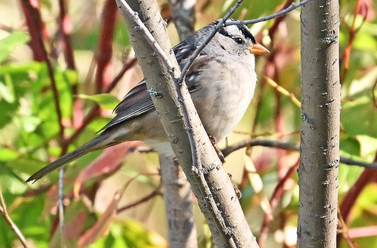 Dachsammer - ML644137292