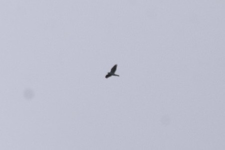 jestřáb nearktický - ML644137314