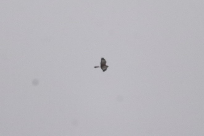Northern Harrier - ML644137324