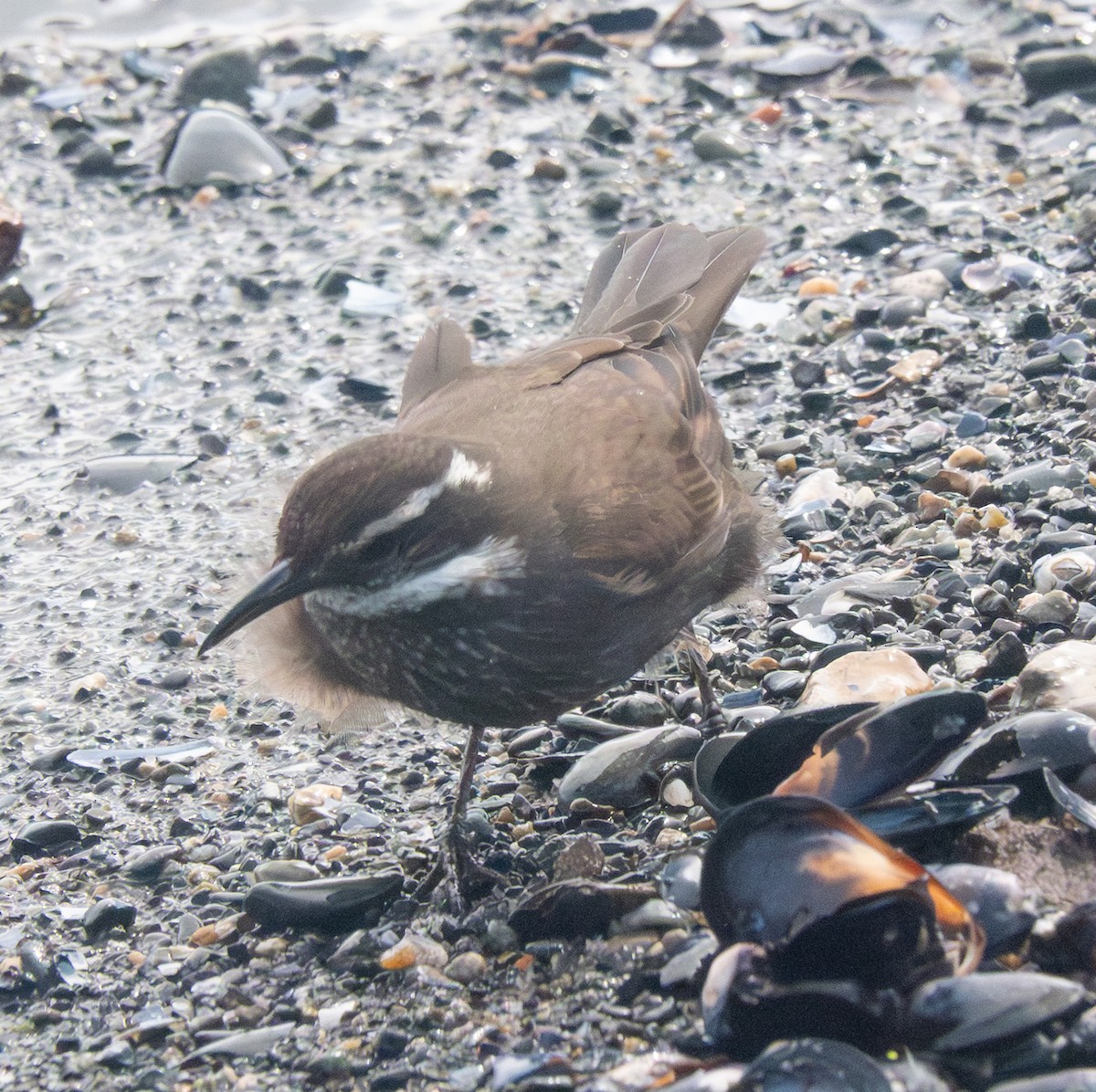 Cinclode à ventre sombre - ML644137329