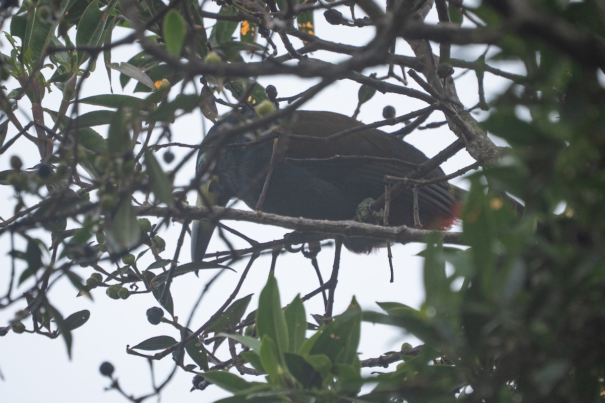 Hooded Mountain-Toucan - ML644137331