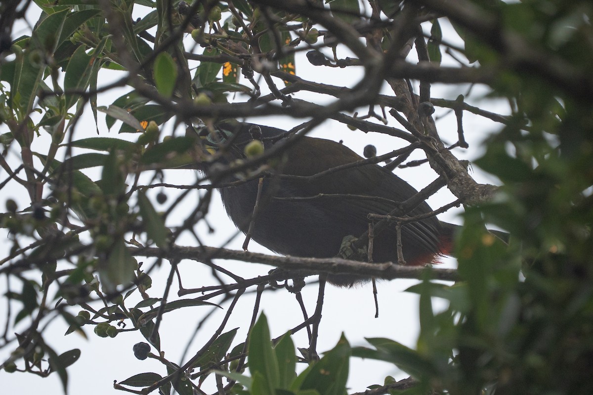 Hooded Mountain-Toucan - ML644137332