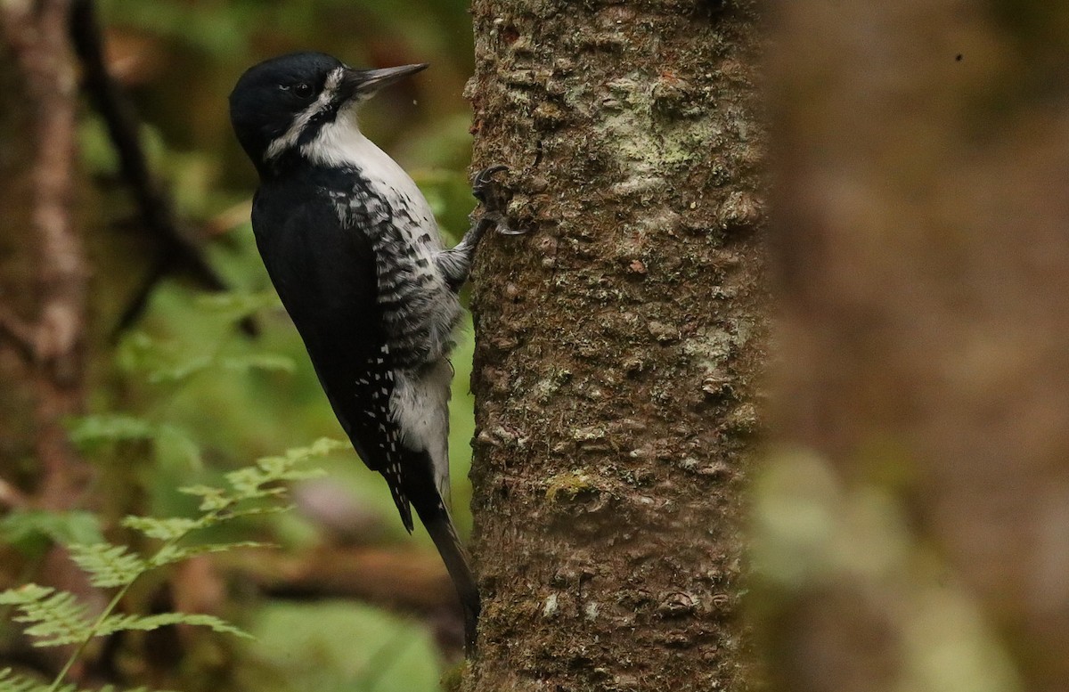 Black-backed Woodpecker - ML644137333