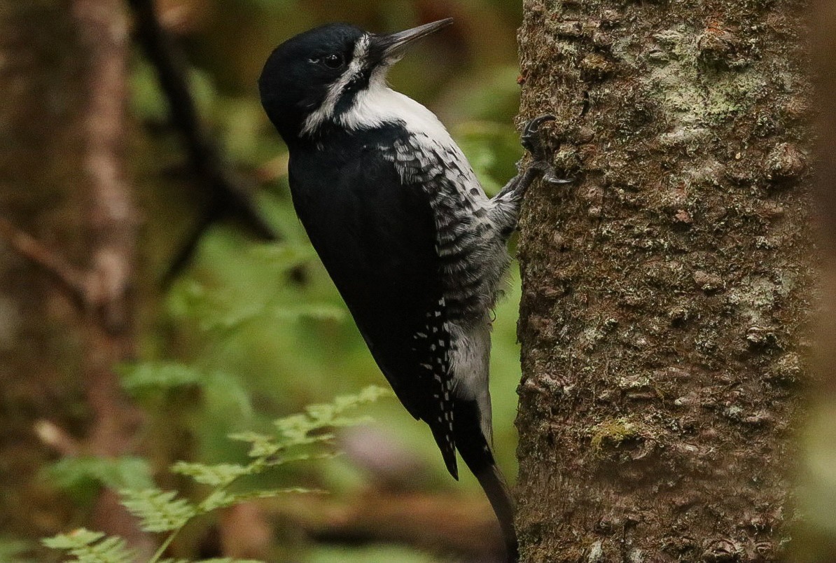 Black-backed Woodpecker - ML644137334