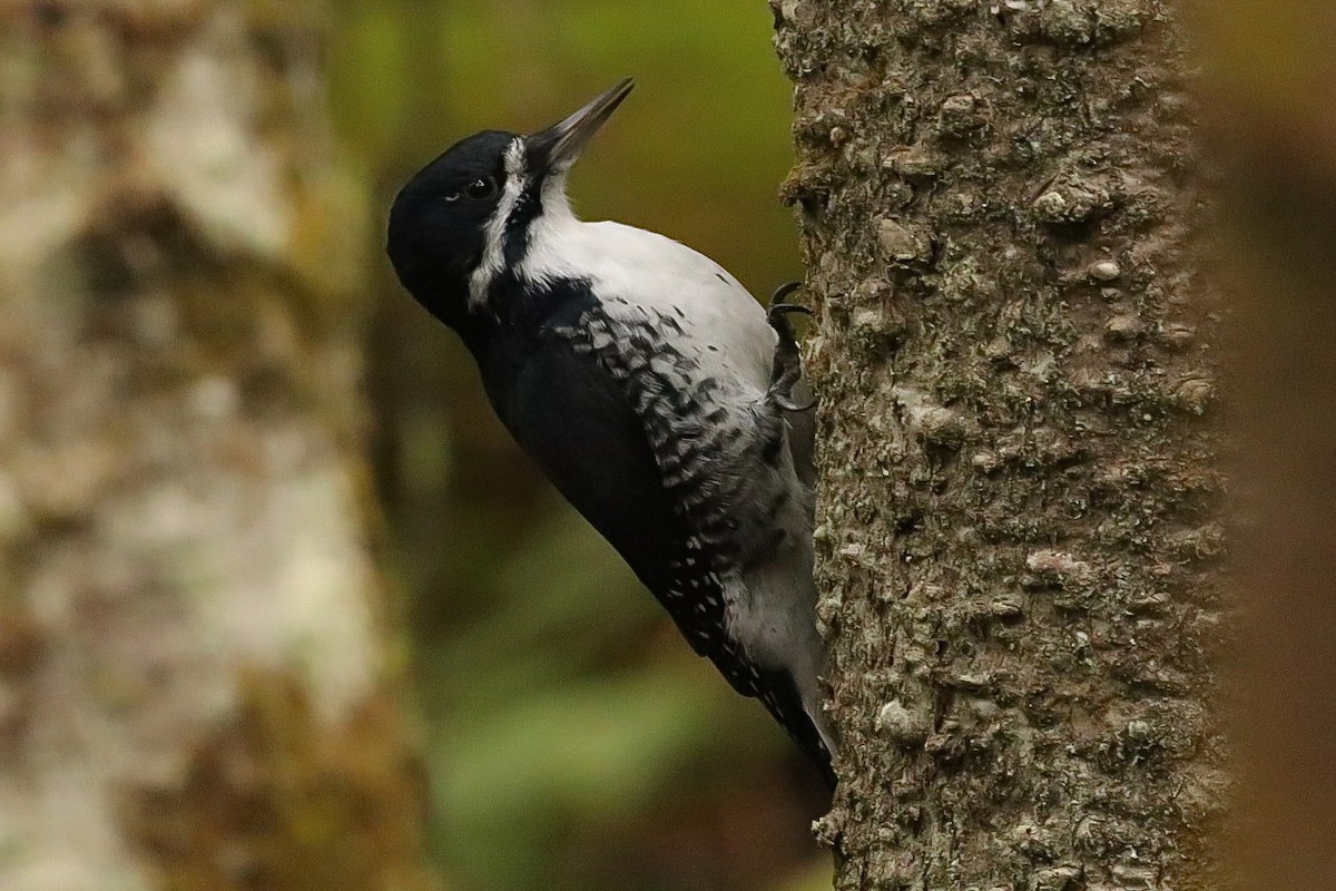 Black-backed Woodpecker - ML644137335