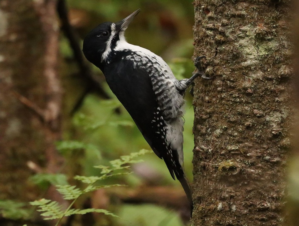 Black-backed Woodpecker - ML644137336