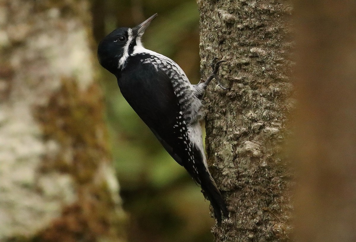 Black-backed Woodpecker - ML644137337
