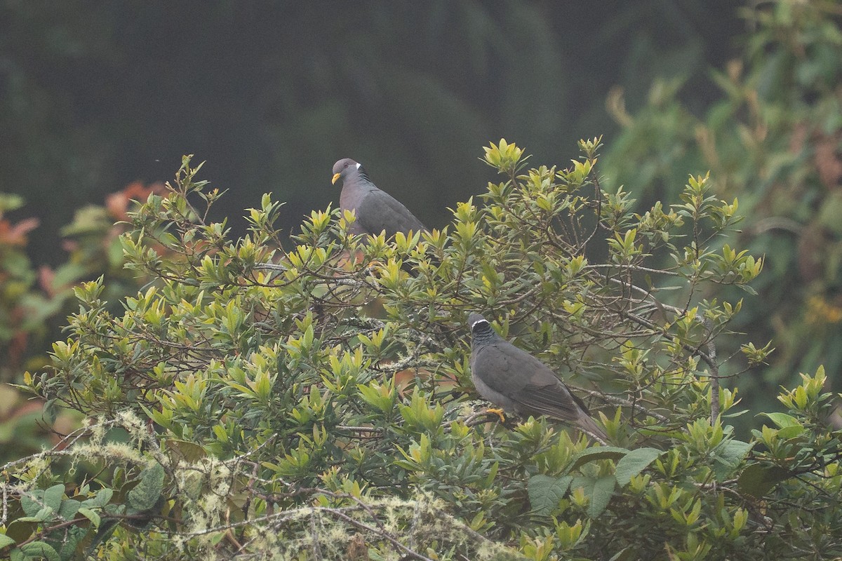 Band-tailed Pigeon - ML644137338