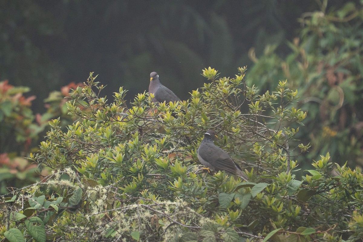 Band-tailed Pigeon - ML644137339