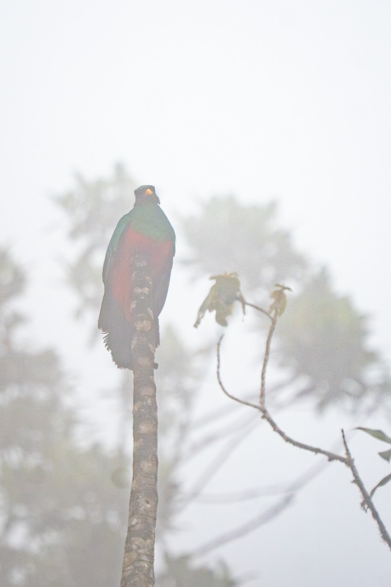 Golden-headed Quetzal - ML644137342