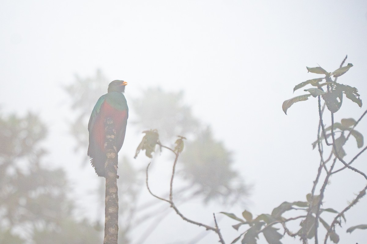 Golden-headed Quetzal - ML644137344