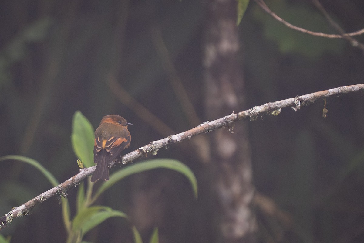 Cinnamon Flycatcher - ML644137355
