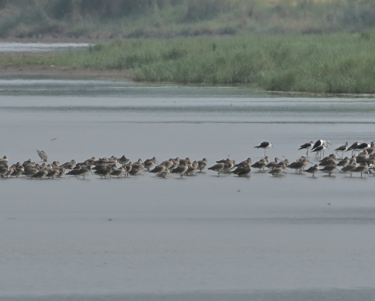 Морин цууцал - ML644137356