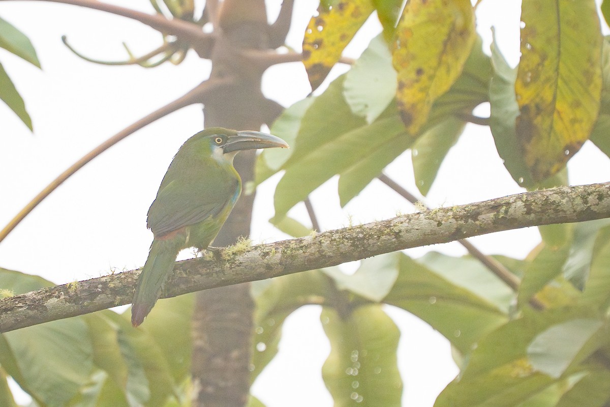 Blue-banded Toucanet - ML644137360
