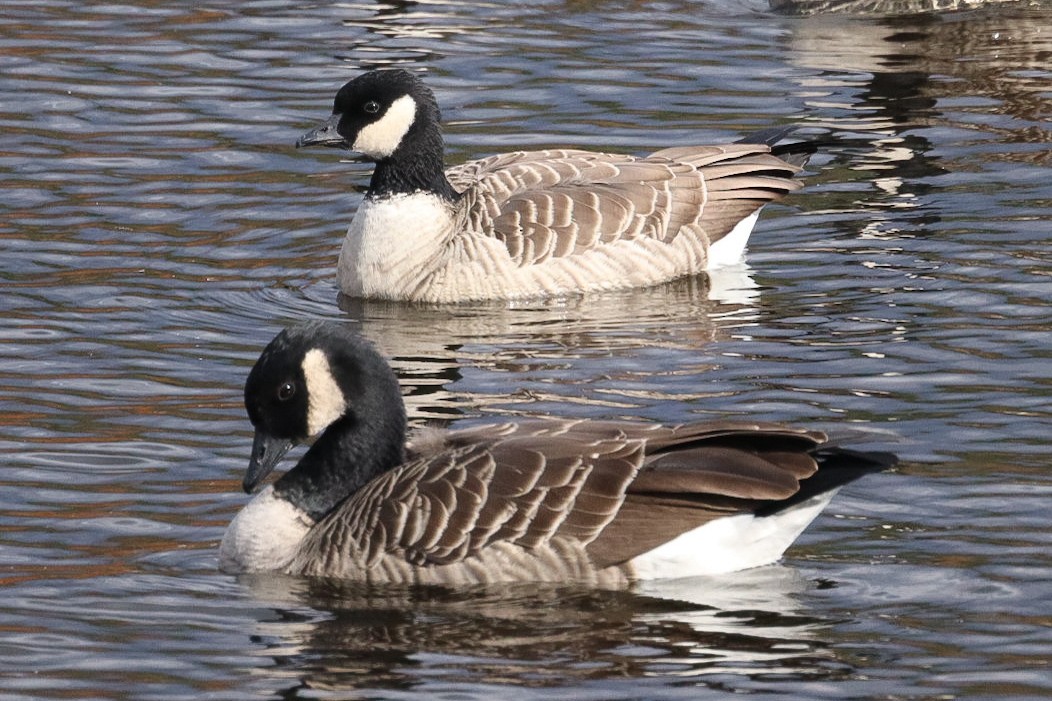 berneška malá - ML644137365