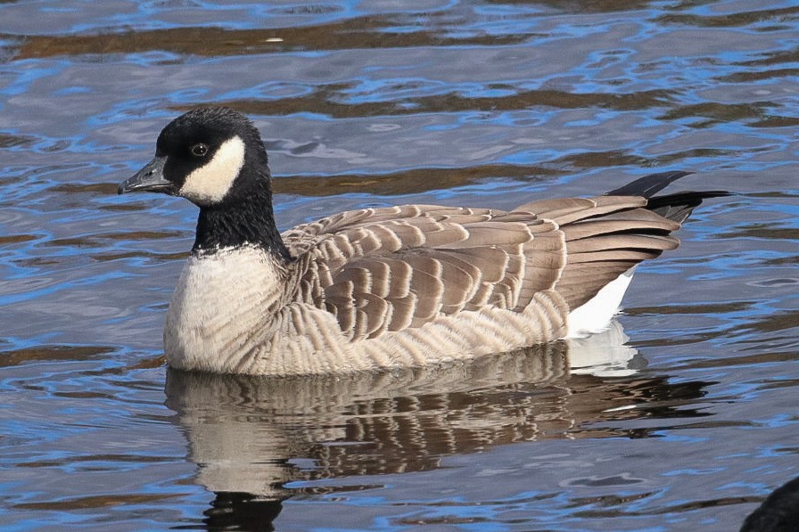 berneška malá - ML644137366