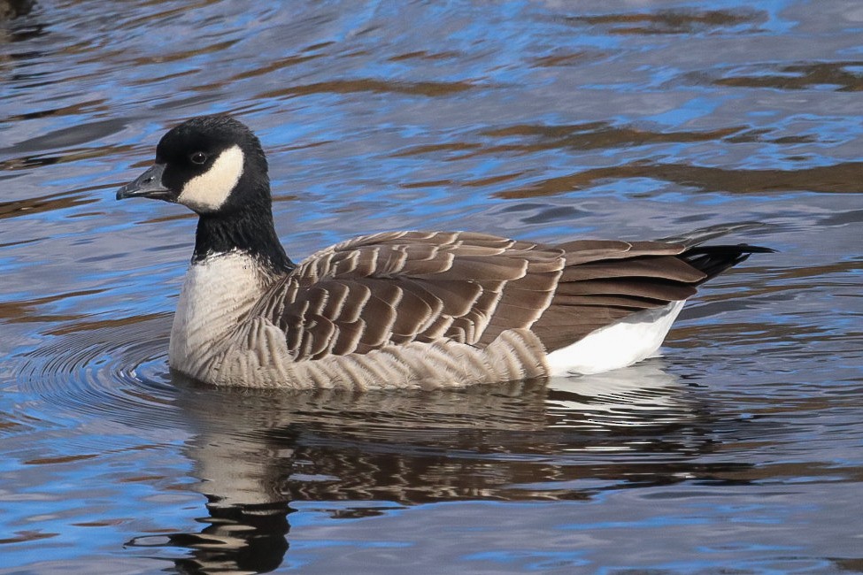 berneška malá - ML644137367
