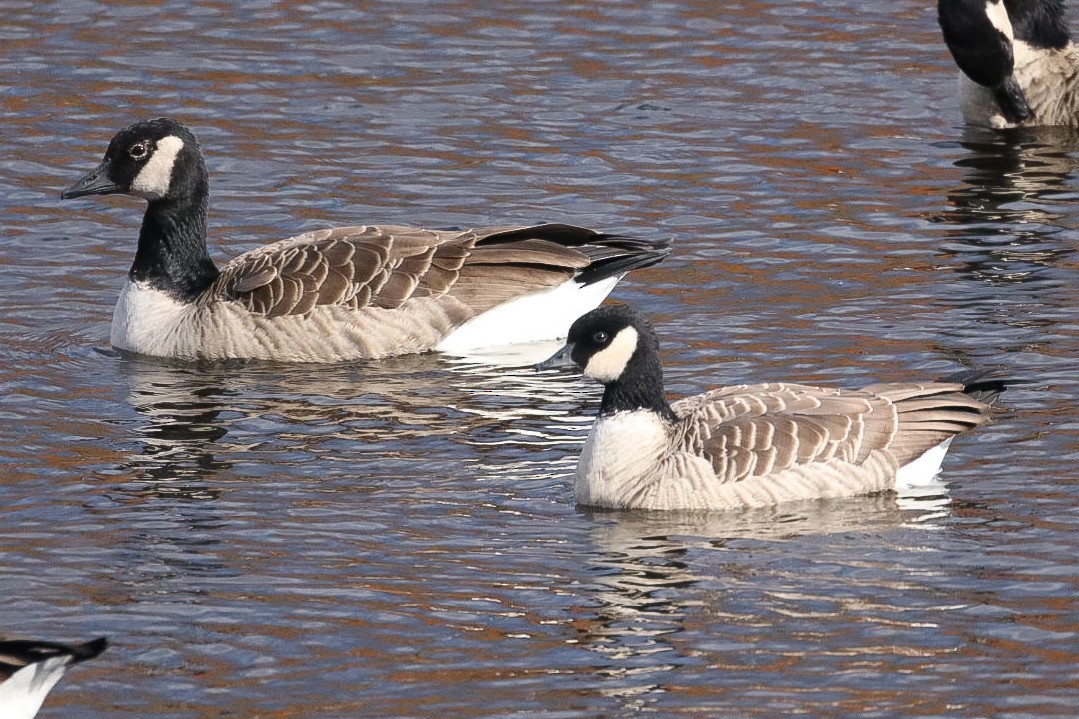 berneška malá - ML644137368