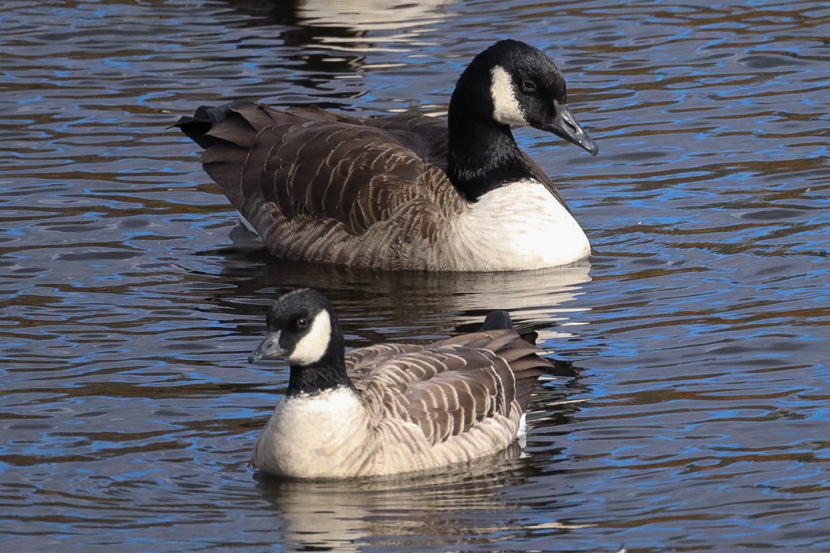 berneška malá - ML644137369