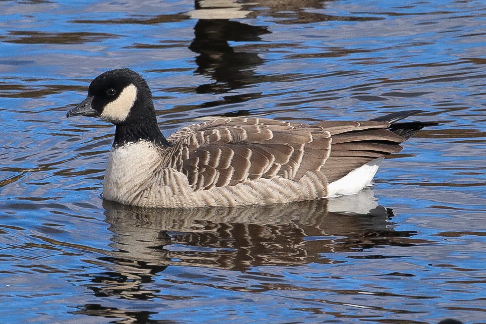 berneška malá - ML644137370