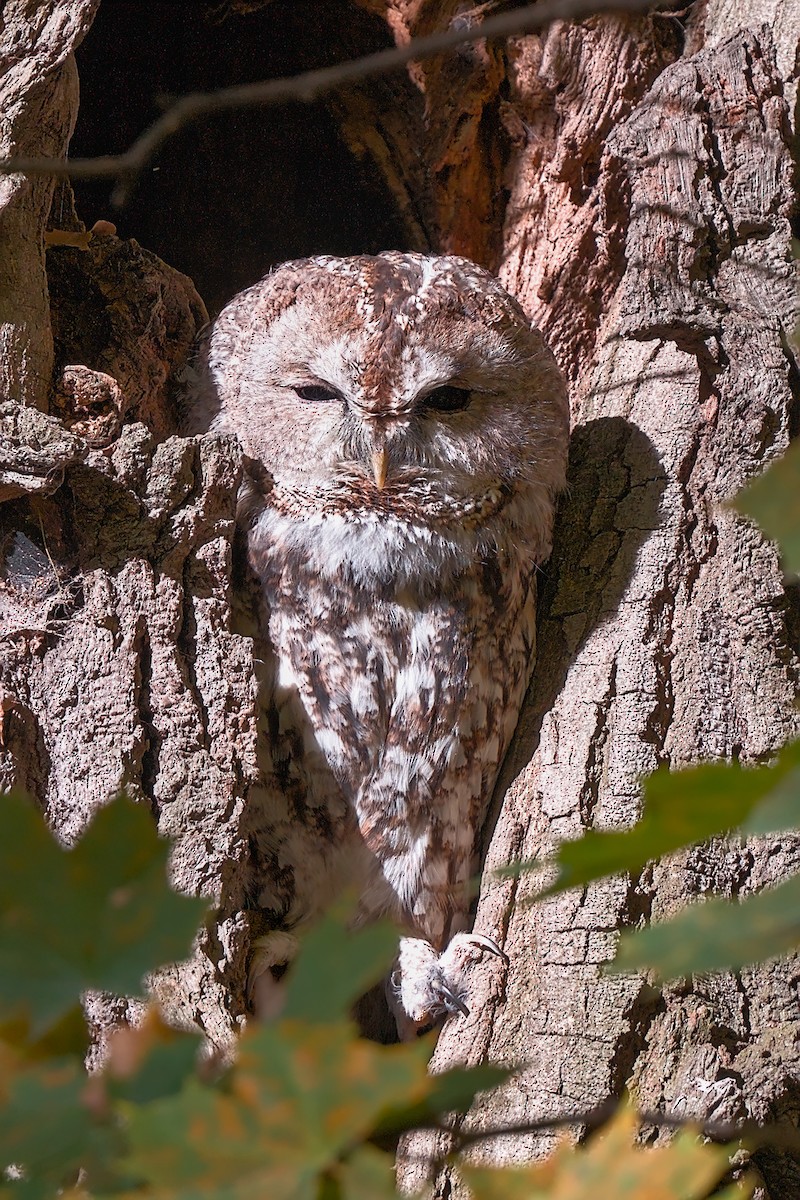 Urubi arrunta - ML644137386