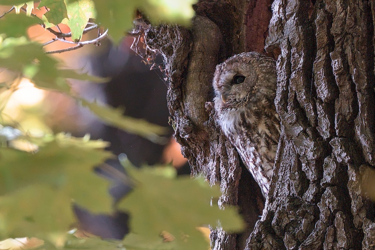 Urubi arrunta - ML644137387