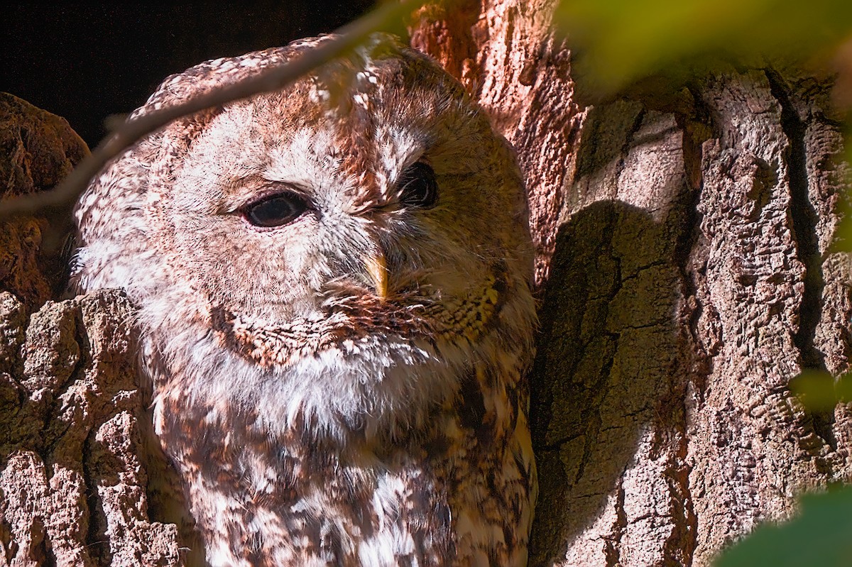 Urubi arrunta - ML644137388