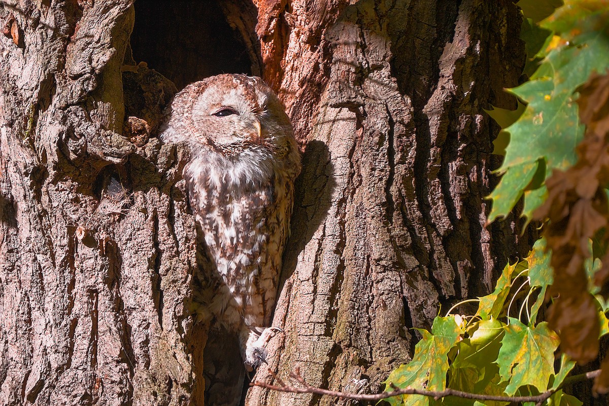 Urubi arrunta - ML644137389