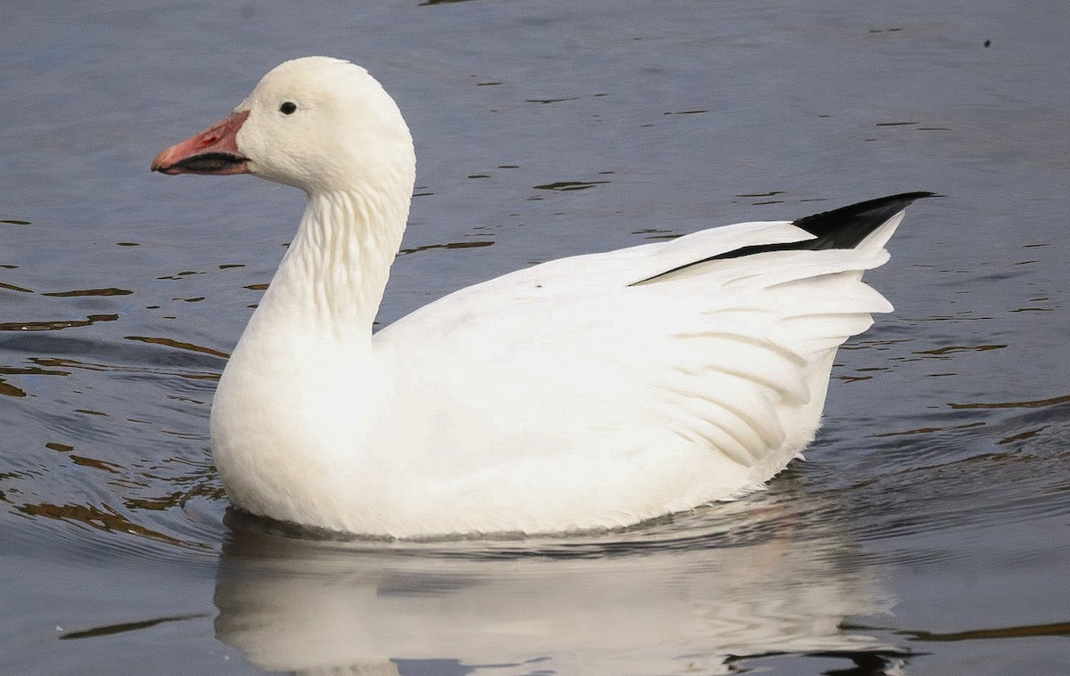 husa sněžní - ML644137395