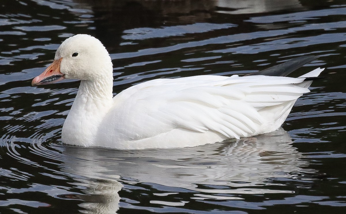 husa sněžní - ML644137396