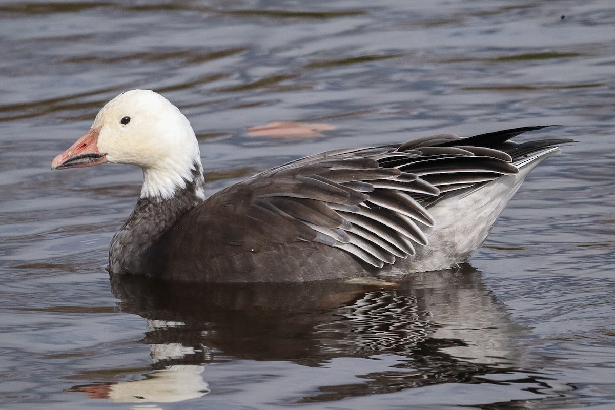 husa sněžní - ML644137397