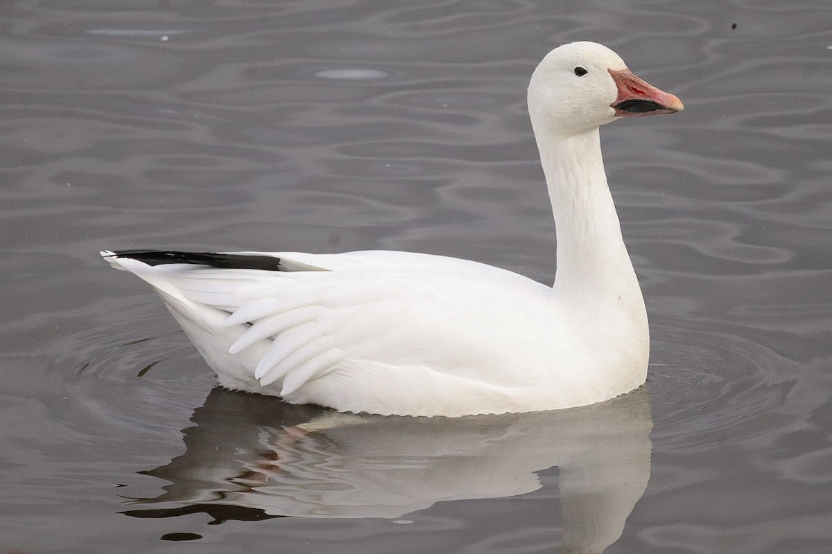 husa sněžní - ML644137398