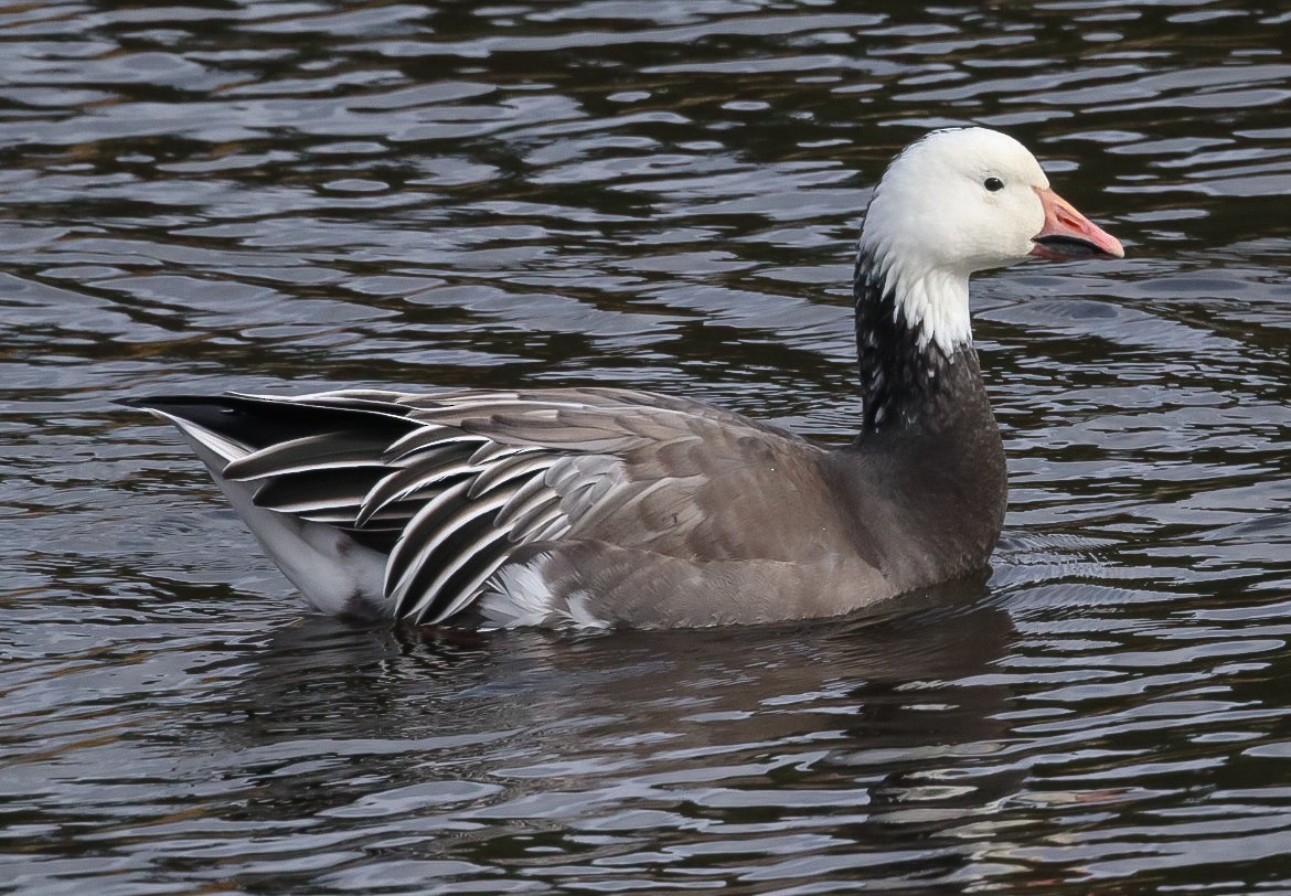 husa sněžní - ML644137399