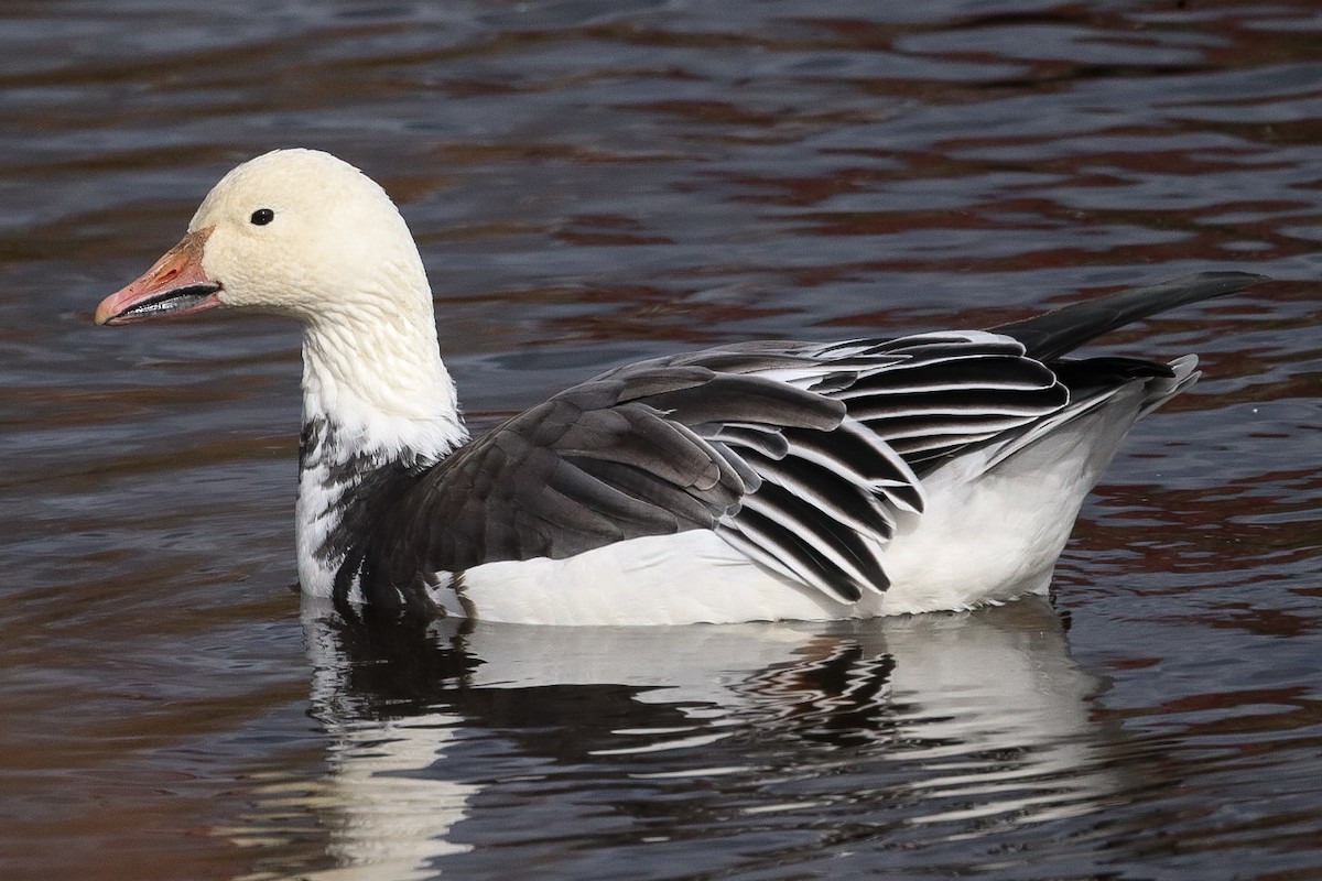 husa sněžní - ML644137400