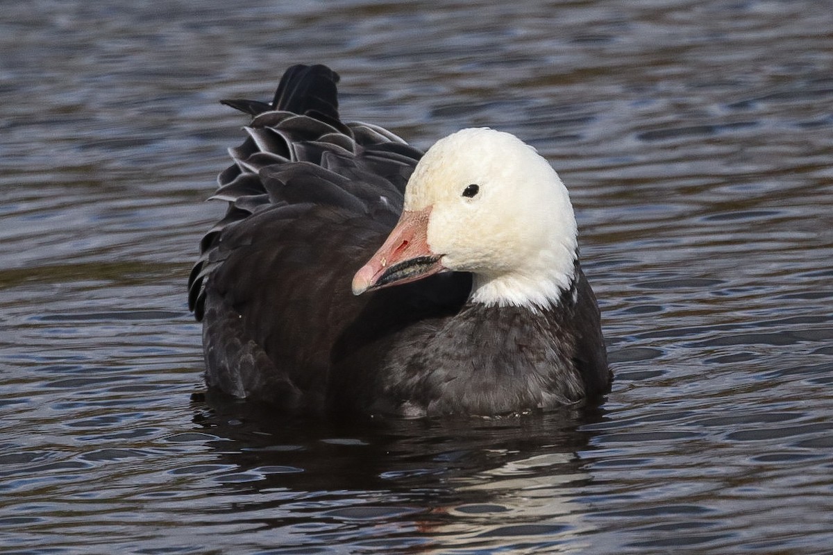 husa sněžní - ML644137401