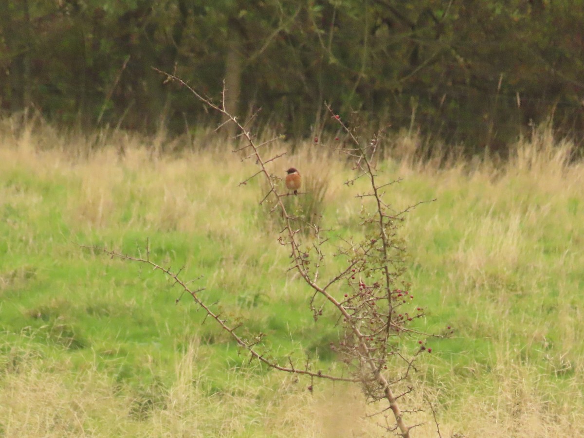 European Stonechat - ML644137403