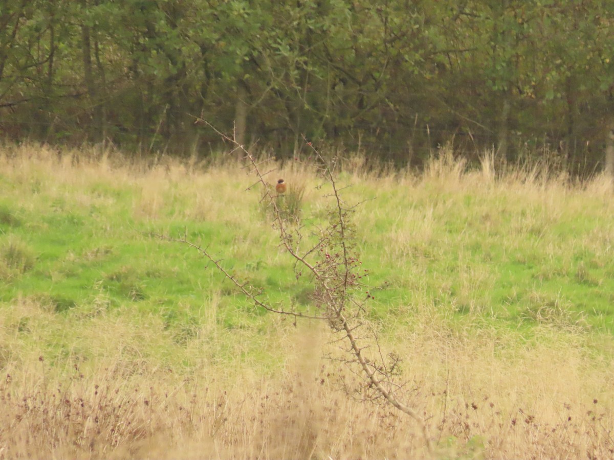 European Stonechat - ML644137404