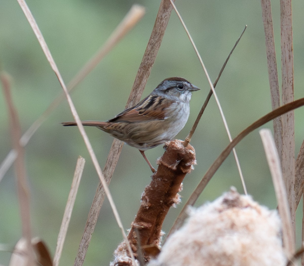 ヌマウタスズメ - ML644137408