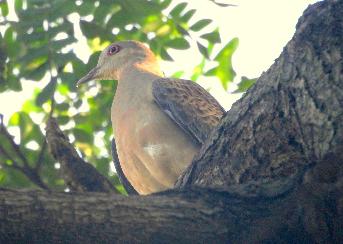 Oriental Turtle-Dove - ML644137410
