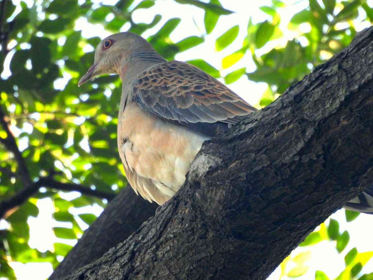 Oriental Turtle-Dove - ML644137411