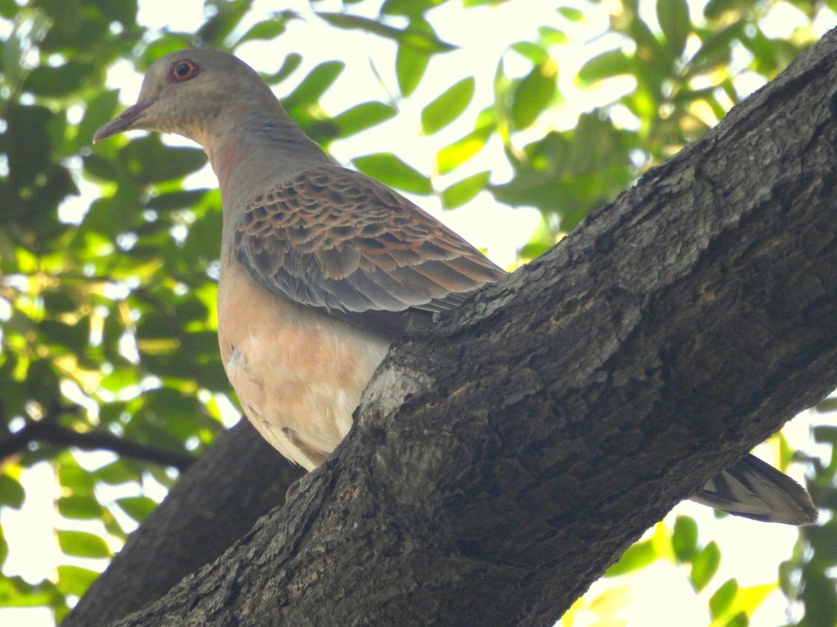 Oriental Turtle-Dove - ML644137412
