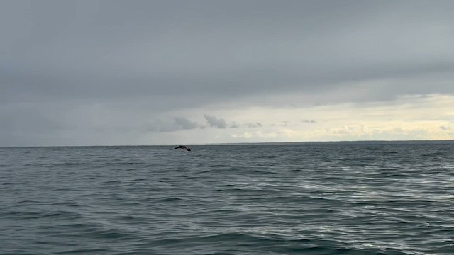 Pélican brun - ML644137413