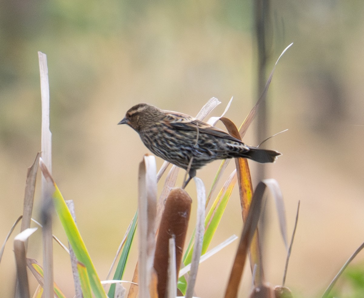 ハゴロモガラス - ML644137414