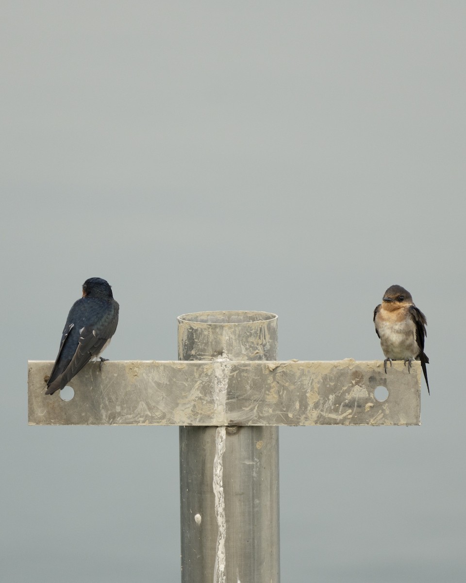 Pacific Swallow - ML644137422