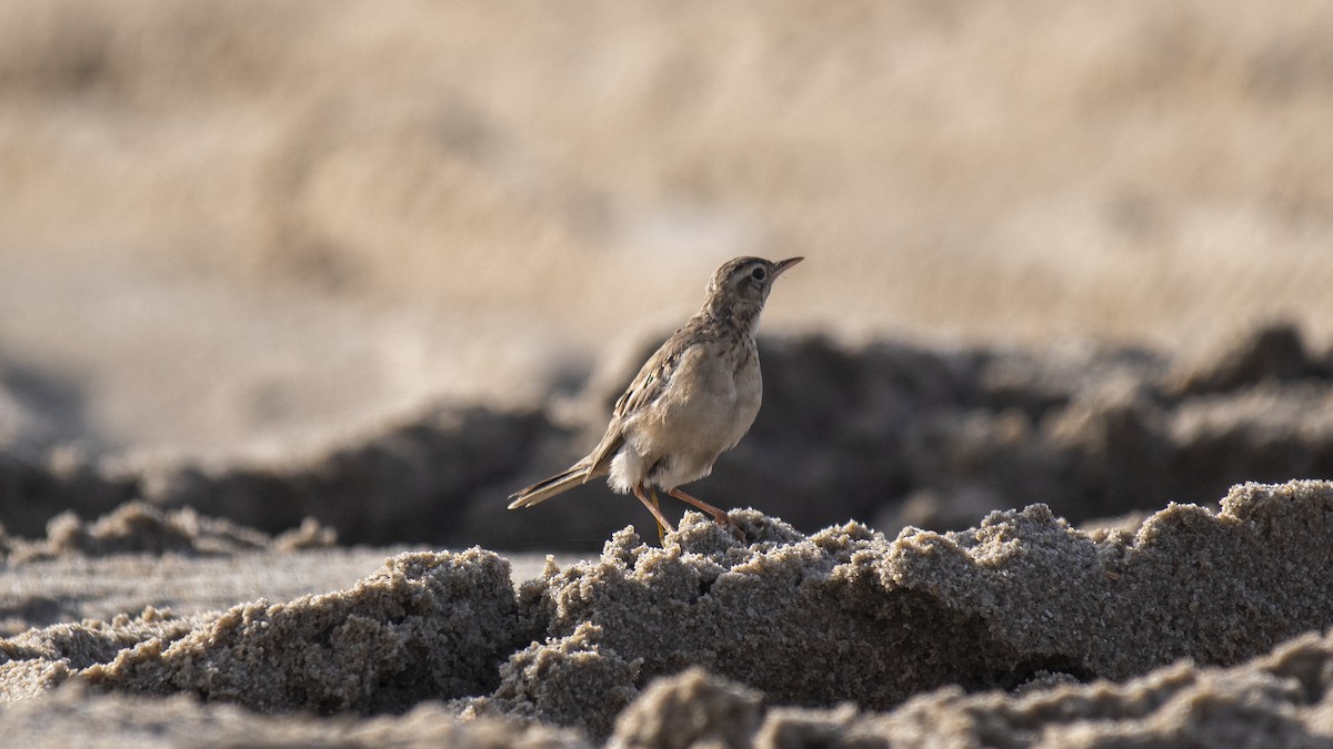 Щеврик sp. - ML644137423