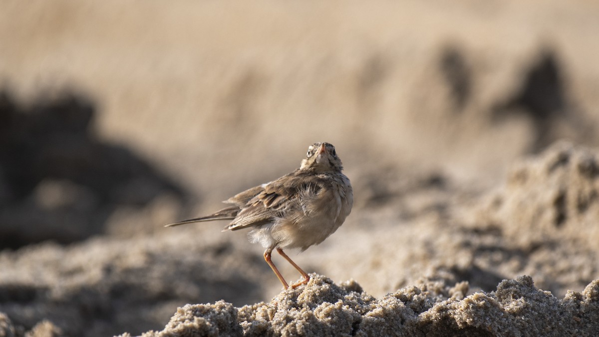 Щеврик sp. - ML644137424