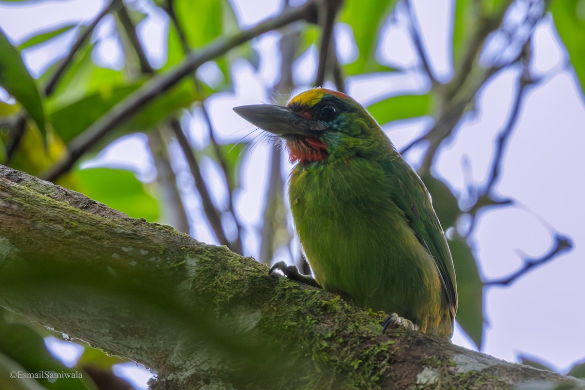 Red-throated Barbet - ML644137461